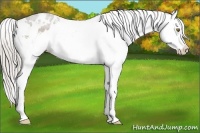 Horse Color:White Spotted Silver Bay Appaloosa