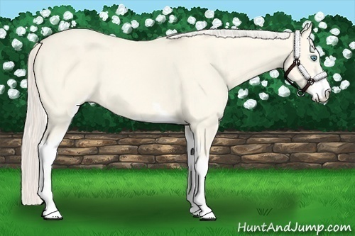 Horse Color:Cremello Dun Sabino 