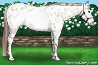 Horse Color:Red Dun Roan Frame Appaloosa 