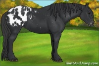 Horse Color:Black Appaloosa