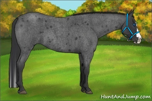 Horse Color:Blue Roan Splash 