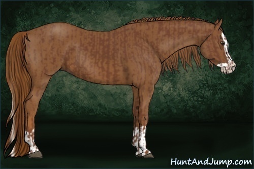 Horse Color:Chestnut and Chestnut Splash