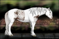 Horse Color:Silver Brown Ice Splash Tobiano Frame