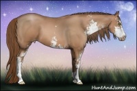 Horse Color:Bay Pearl Sabino 