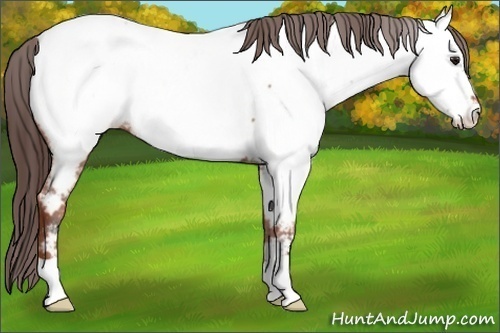 Horse Color:Bay Ice Appaloosa 