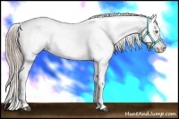 Horse Color:White Spotted Liver Chestnut Pearl Appaloosa 