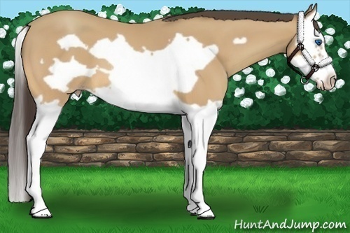 Horse Color:Amber Cream Champagne Splash Frame 