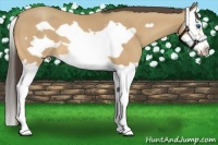 Horse Color:Amber Cream Champagne Splash Frame 