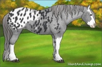 Horse Color:Black Splash Appaloosa 