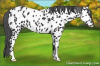 Horse Color:Black Appaloosa