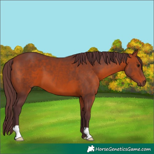 Horse Color:Chocolate Bay 