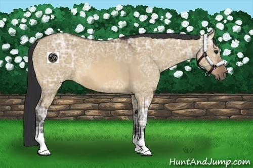 Horse Color:Bay Ice Dun 