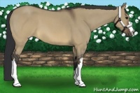 Horse Color:Brown Roan Dun 