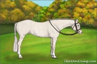 Horse Color:Cremello Roan