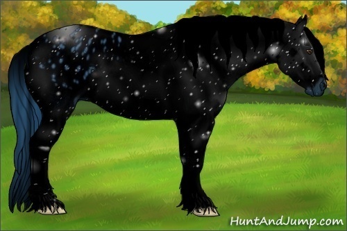 Horse Color:ERROR: UNKNOWN ANOMALY