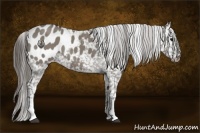 Horse Color:Smoky Grullo Appaloosa 