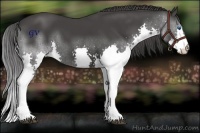 Horse Color:Black Splash 