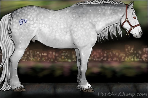 Horse Color:Silver Black Chinchilla 