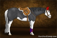 Horse Color:Blue Roan Splash 