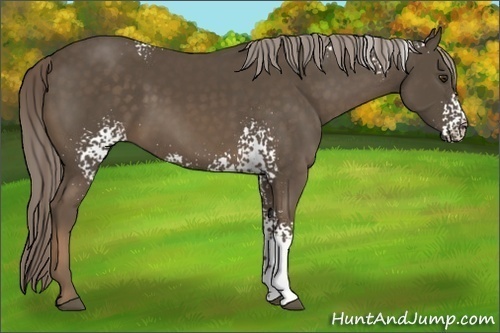 Horse Color:White Spotted Chocolate Palomino 