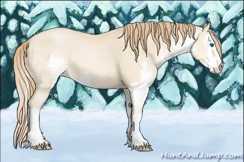 Horse Color:Buckskin Pearl Splash 