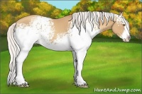Horse Color:White Spotted Silver Classic Champagne Splash 