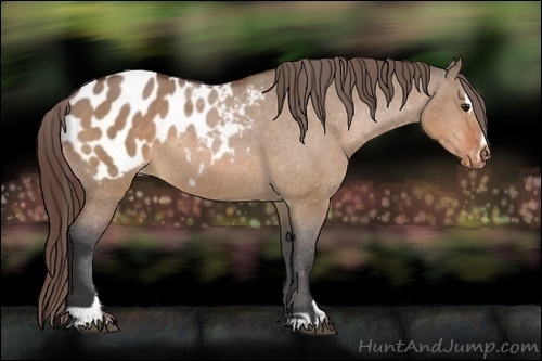 Horse Color:Bay Dun Sabino Appaloosa 