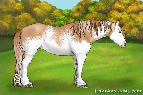 Horse Color:White Spotted Gold Champagne Splash 