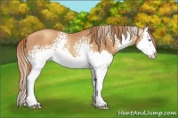 Horse Color:White Spotted Gold Champagne Splash 