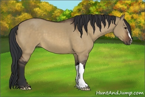 Horse Color:Bay Dun