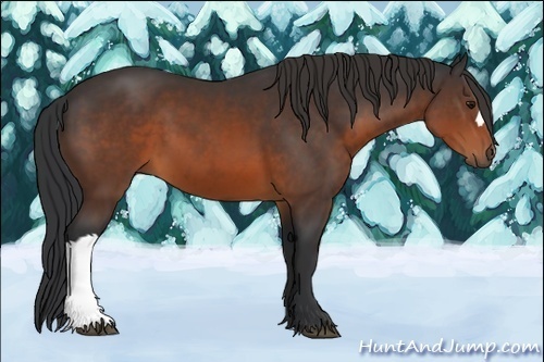 Horse Color:Brown 