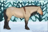 Horse Color:Bay Dun Sabino 
