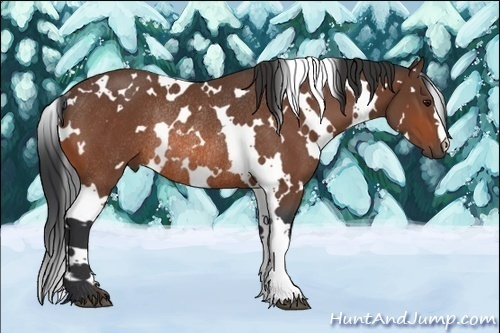 Horse Color:White Spotted Bay Rabicano 