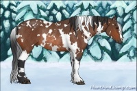 Horse Color:White Spotted Bay Rabicano 