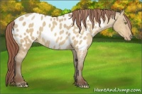 Horse Color:Amber Champagne Dun Appaloosa 