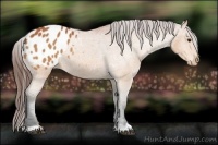 Horse Color:Bay Blanket 