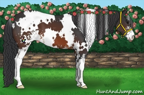 Horse Color:White Spotted Brown Sabino