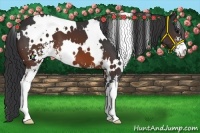 Horse Color:White Spotted Brown Sabino