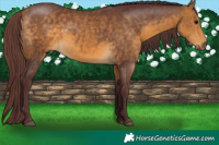 Horse Color:Chocolate Buckskin 