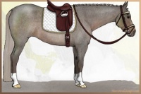Horse Color:Silver Blue Roan 