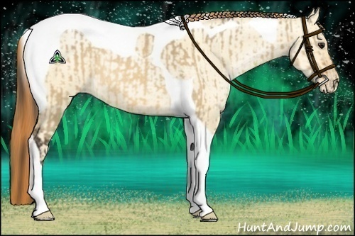 Horse Color:Bay Dun Tobiano Rabicano and Amber Champagne Pearl Dun Tobiano