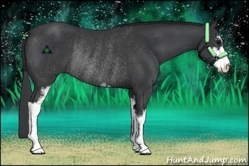 Horse Color:Black Sabino Rabicano 