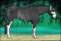 Horse Color:Black Sabino Rabicano
