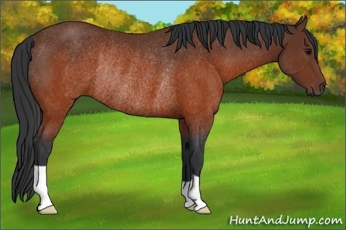 Horse Color:Brown Rabicano 