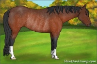 Horse Color:Brown Rabicano