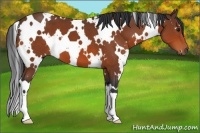 Horse Color:White Spotted Bay 