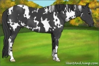 Horse Color:White Spotted Smoky Black