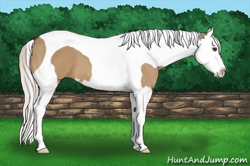 Horse Color:Silver Bay Dun Splash Tobiano
