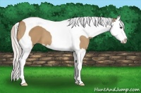 Horse Color:Silver Bay Dun Splash Tobiano