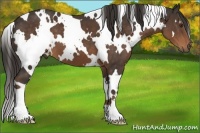 Horse Color:White Spotted Liver Chestnut